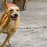 Ways To Help Stray Animals