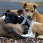 Having pets can boost your mental & physical health