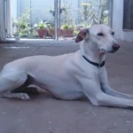 1024px-Female_Chippiparai_sitting