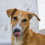 360_F_598558989_Uknp7GKufWJ8PJSgpfcNcpDlGmZujnvC