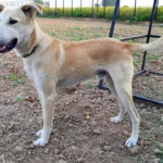 indian-pariah-dog-standing