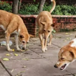 street-dog-071730492-16x9_0