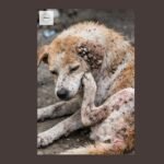 How To Get Rid Of Ticks & Fleas in Dogs: A Comprehensive Guide