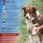 Reasons Your Dog Might Be Limping