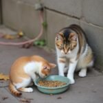 What to Feed Stray Cats: Dos and Don’ts